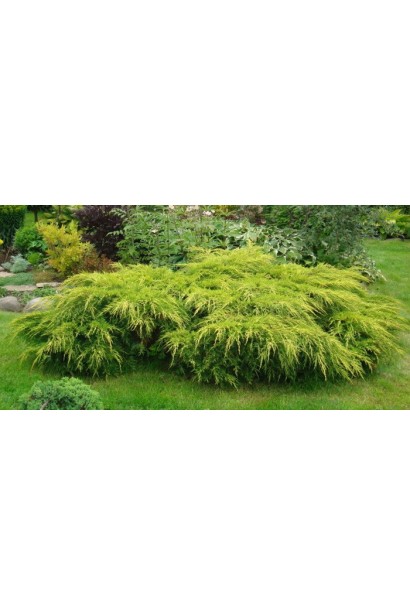 Ялівець середній Moрдіган Голд -розкидистий кущ з горизонтально зростаючими пагонами